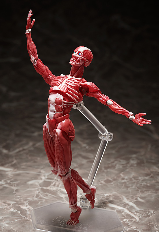 figma Human Anatomical Model