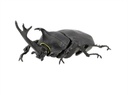 Beetle & Stag beetle Hunter