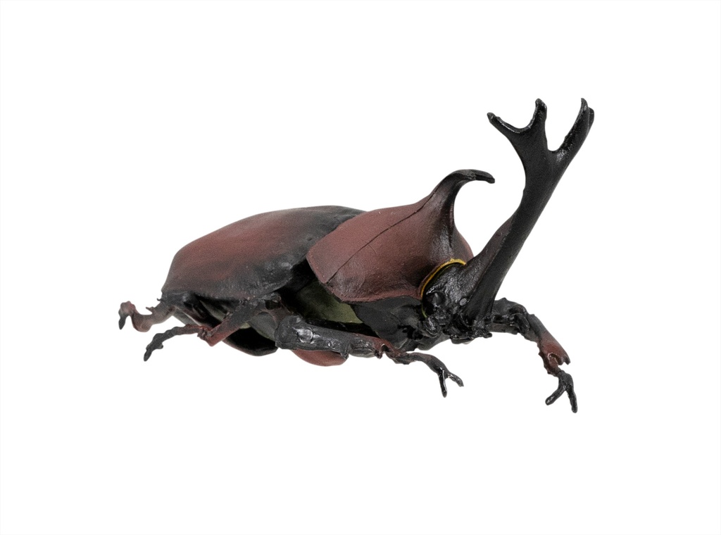 Beetle & Stag beetle Hunter