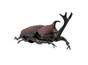 Beetle & Stag beetle Hunter