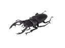 Beetle & Stag beetle Hunter