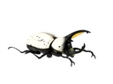 Beetle & Stag beetle Hunter
