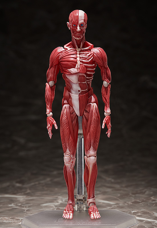 figma Human Anatomical Model