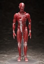 figma Human Anatomical Model