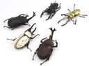 Beetle & Stag beetle Hunter