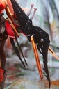 C.C.CHALCOSOMA 1:7 SCALE FIGURE