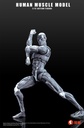 KEEPGOING STUDIO HUMAN MUSCLE MODEL 1/12 SCALE ACTION FIGURE GRAY