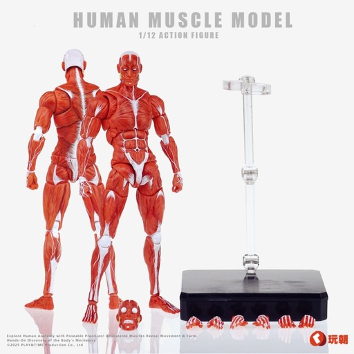 [KGS15990] KEEPGOING STUDIO HUMAN MUSCLE MODEL 1/12 SCALE ACTION FIGURE RED
