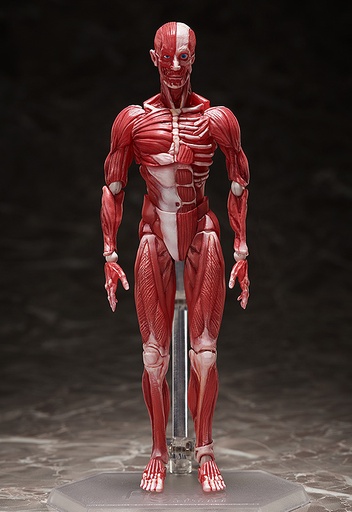 [F51042] figma Human Anatomical Model
